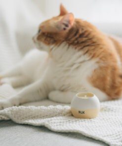 Alternative view of 寵物友善系列NO.10  Chamomile Infusion 洋甘菊花茶 -黃白雙色